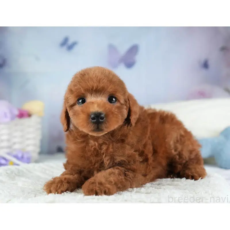 販売中の埼玉県のトイプードル-455579の9枚目