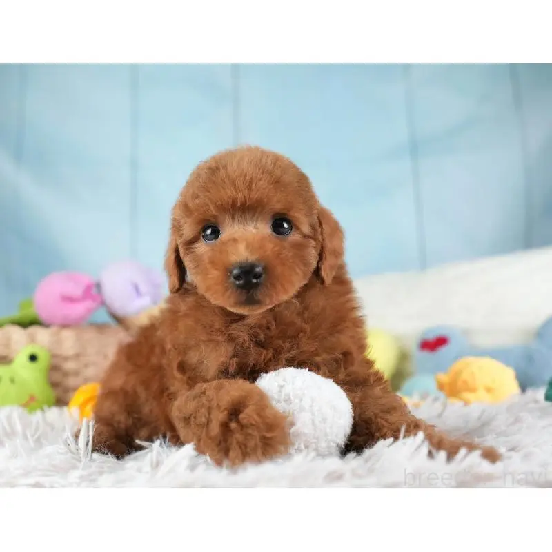 販売中の埼玉県のトイプードル-455579の8枚目