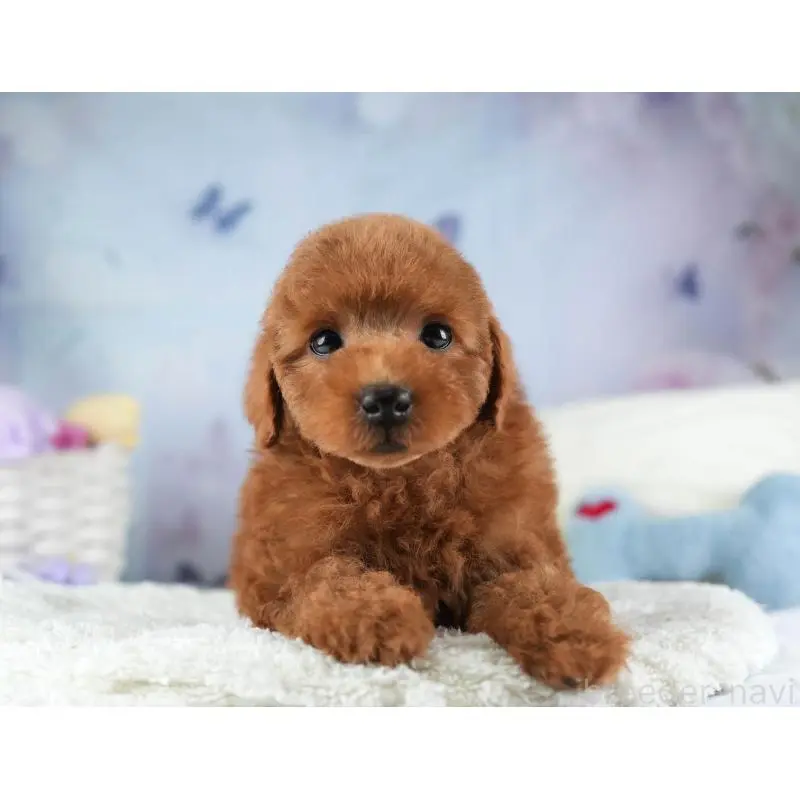 販売中の埼玉県のトイプードル-455579の7枚目