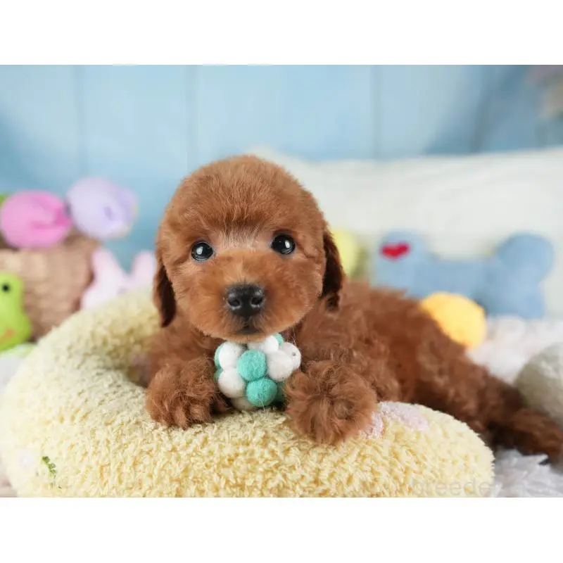 販売中の埼玉県のトイプードル-455579の6枚目