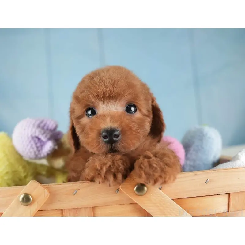 販売中の埼玉県のトイプードル-455579の5枚目