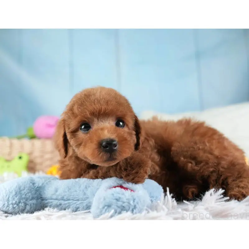 販売中の埼玉県のトイプードル-455579の4枚目