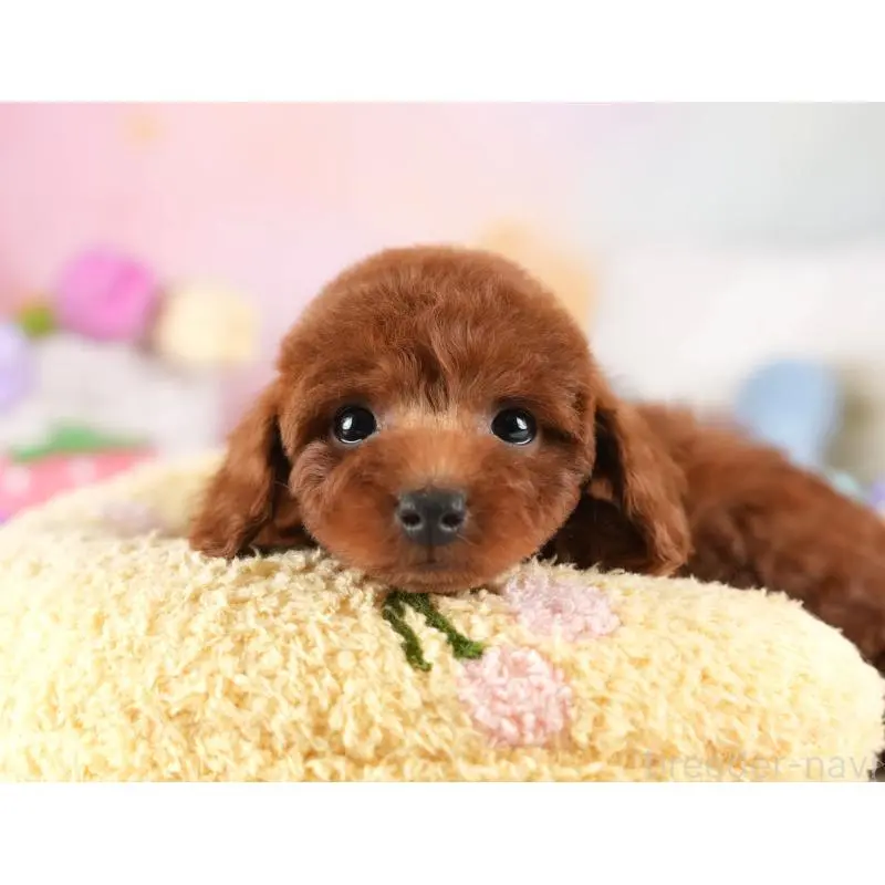 販売中の埼玉県のトイプードル-455578の12枚目