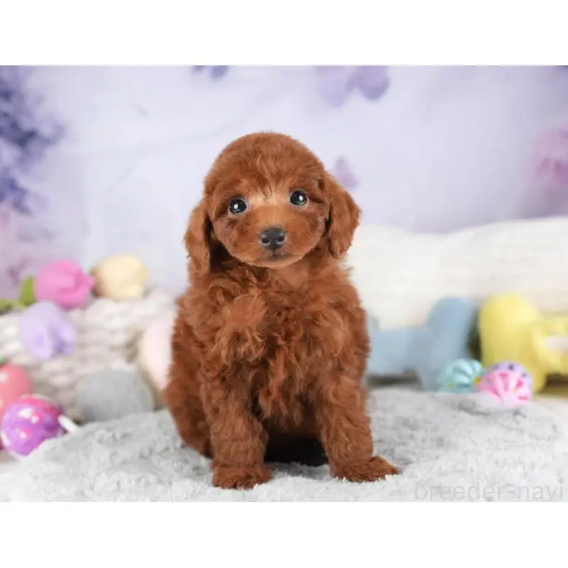 販売中の埼玉県のトイプードル-455578の11枚目