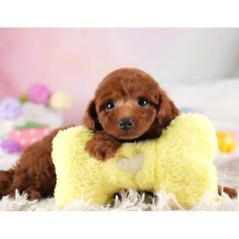 販売中の埼玉県のトイプードル-455578の10枚目