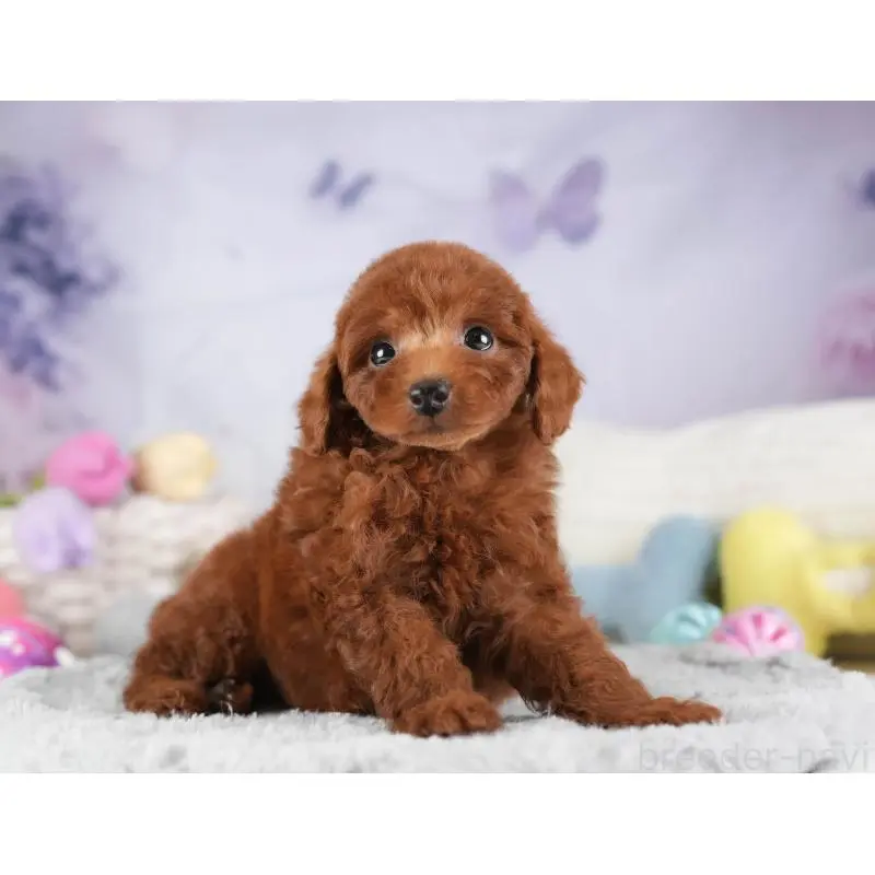 販売中の埼玉県のトイプードル-455578の9枚目