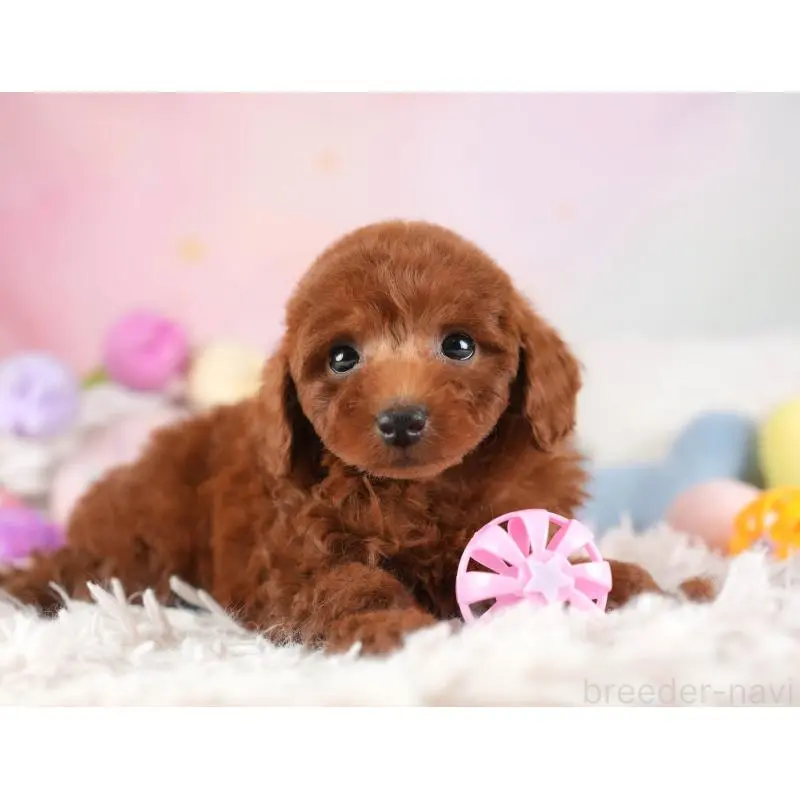 販売中の埼玉県のトイプードル-455578の8枚目