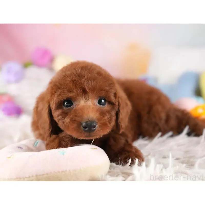 販売中の埼玉県のトイプードル-455578の7枚目