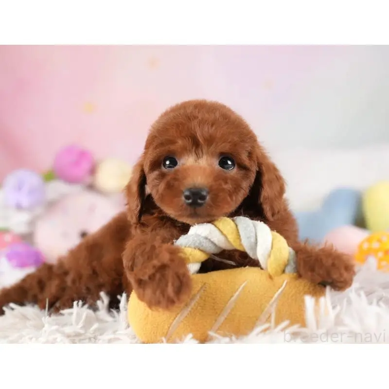 販売中の埼玉県のトイプードル-455578の6枚目