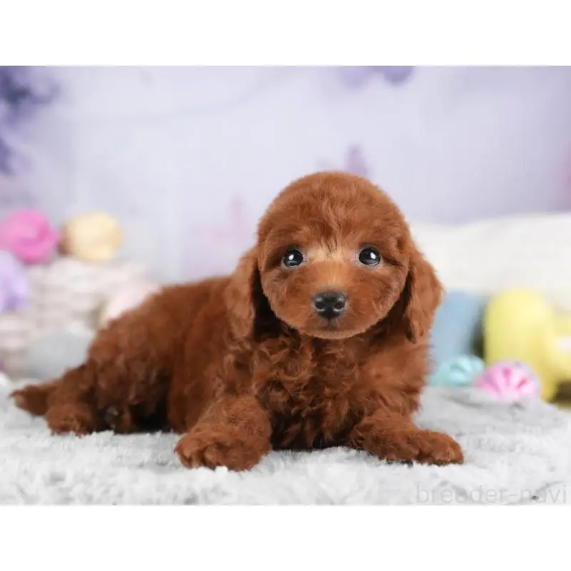 販売中の埼玉県のトイプードル-455578の4枚目