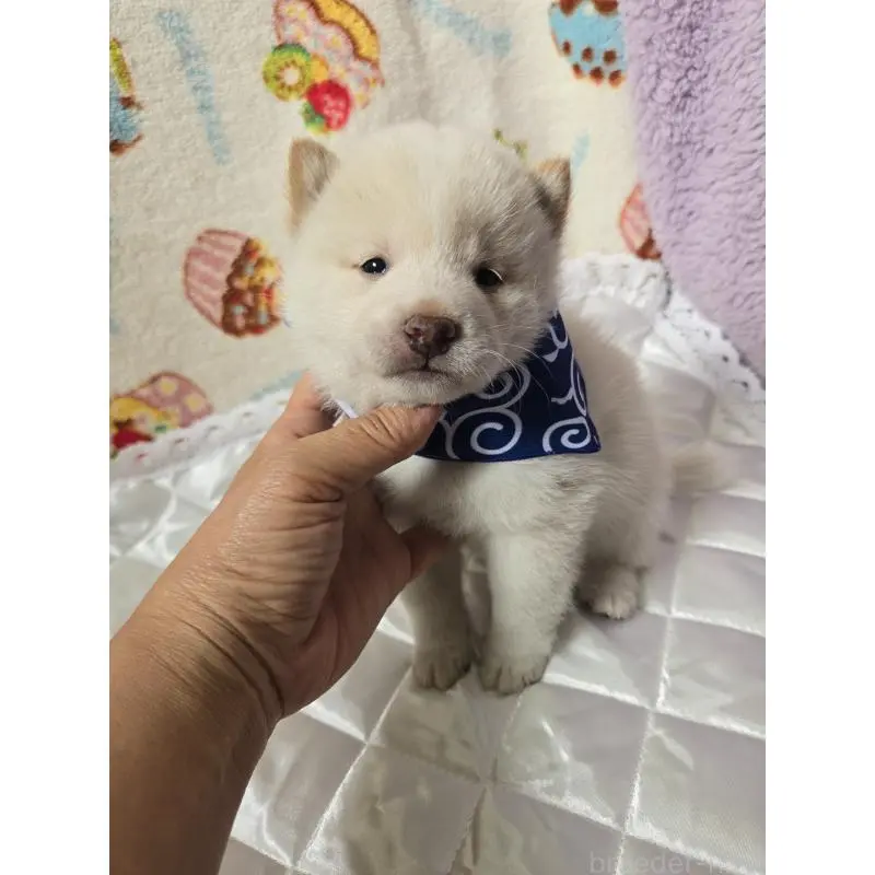 販売中の香川県の豆柴-455486の7枚目