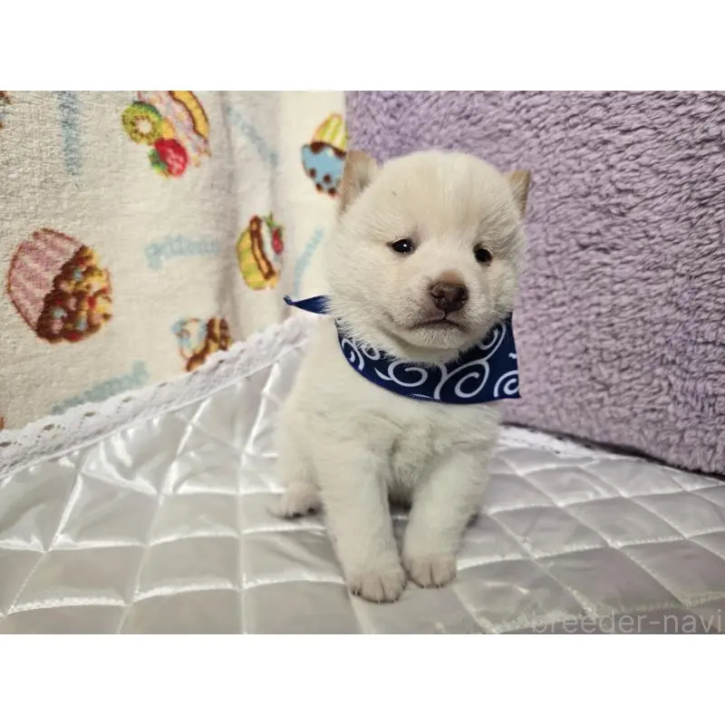 販売中の香川県の豆柴-455486の6枚目