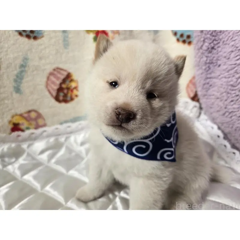 販売中の香川県の豆柴-455486の5枚目