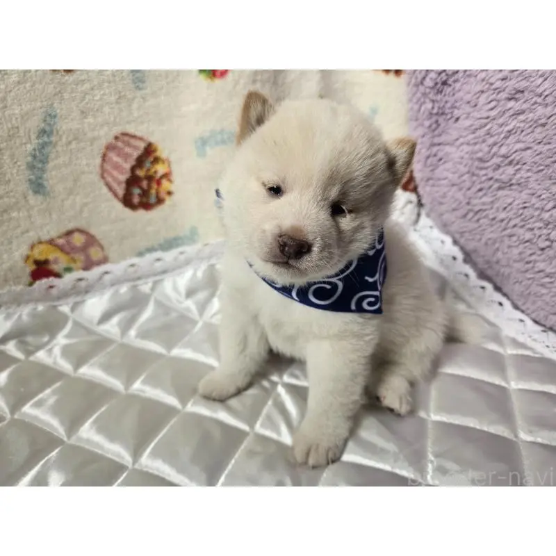 販売中の香川県の豆柴-455486の4枚目