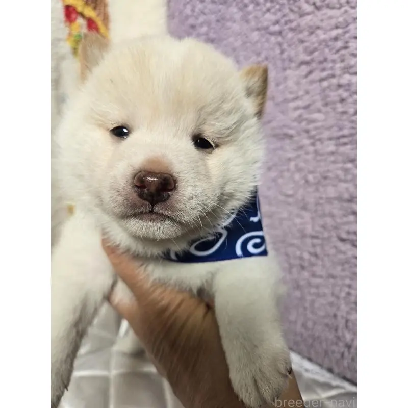 販売中の香川県の豆柴-455486の3枚目