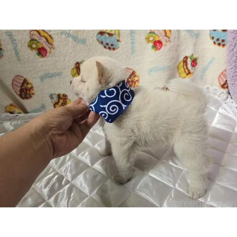 販売中の香川県の豆柴-455486の2枚目