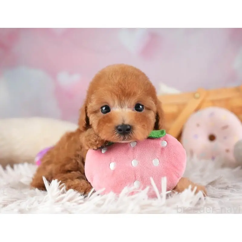 販売中の埼玉県のタイニープードル-455569の12枚目