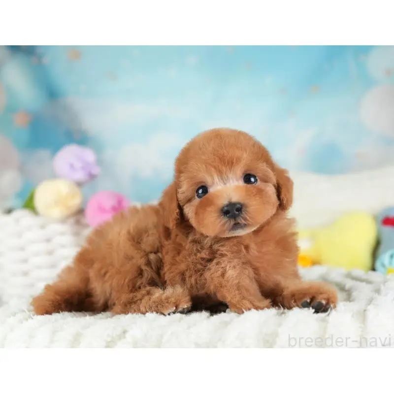 販売中の埼玉県のタイニープードル-455569の11枚目