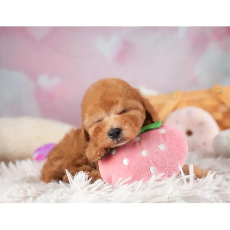 販売中の埼玉県のタイニープードル-455569の10枚目