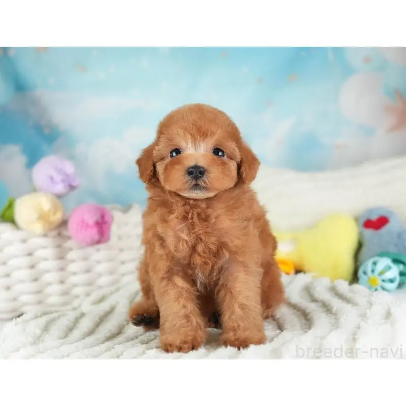 販売中の埼玉県のタイニープードル-455569の9枚目