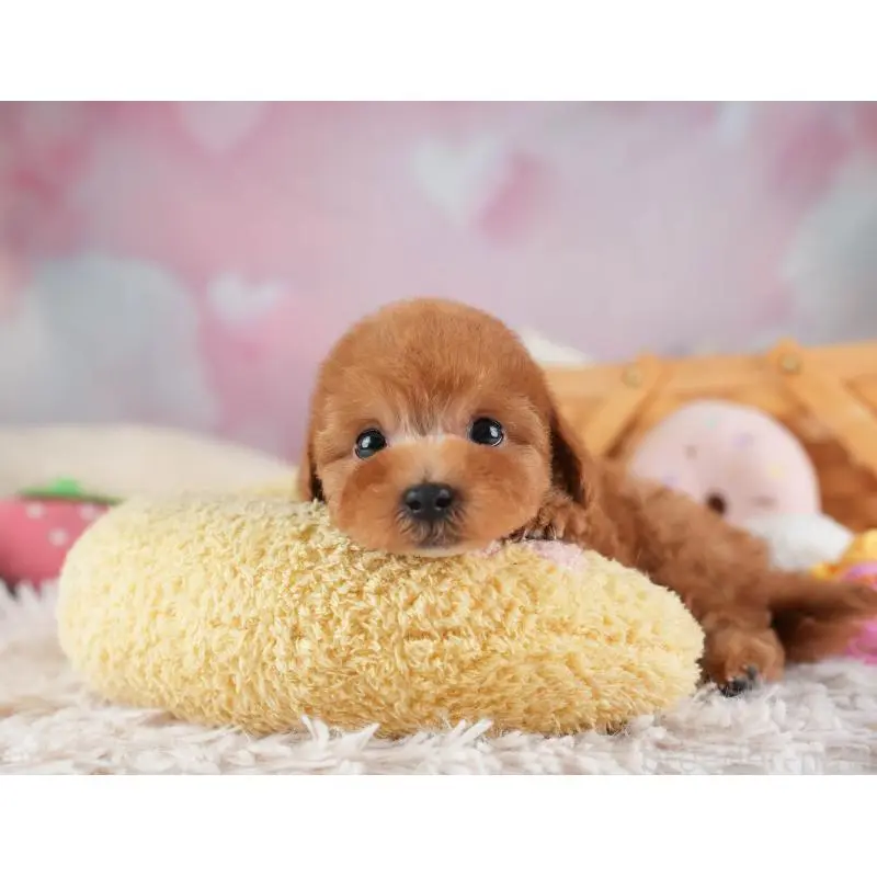 販売中の埼玉県のタイニープードル-455569の8枚目