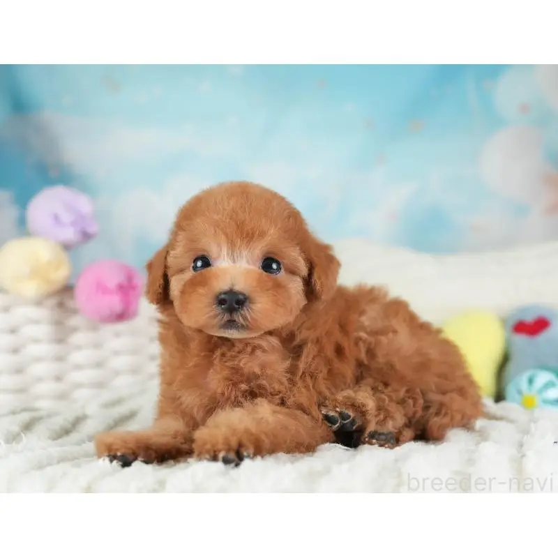 販売中の埼玉県のタイニープードル-455569の7枚目