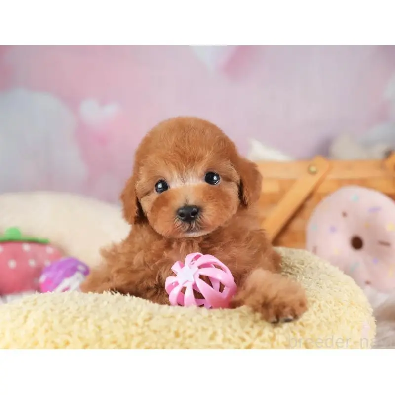 販売中の埼玉県のタイニープードル-455569の6枚目