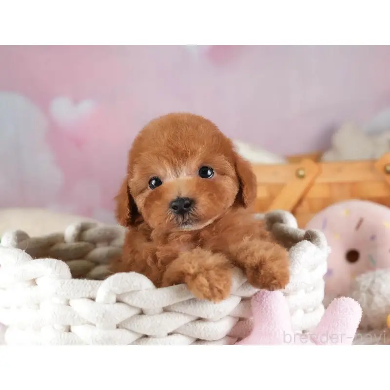 販売中の埼玉県のタイニープードル-455569の4枚目