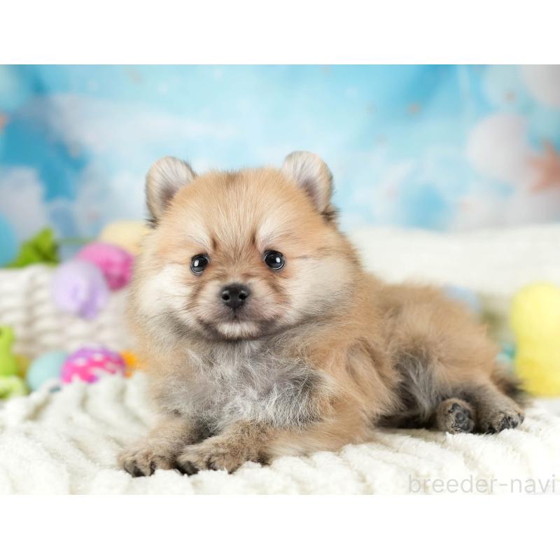 販売中の埼玉県のポメラニアン-455567の12枚目