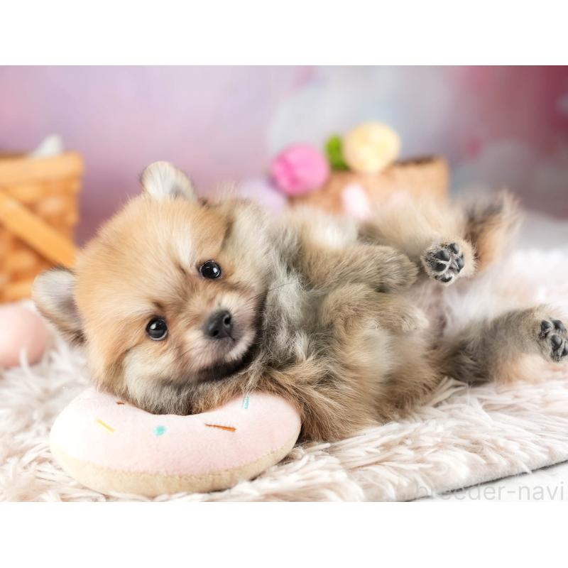 販売中の埼玉県のポメラニアン-455567の10枚目