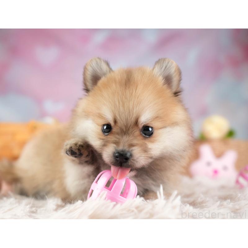 販売中の埼玉県のポメラニアン-455567の9枚目