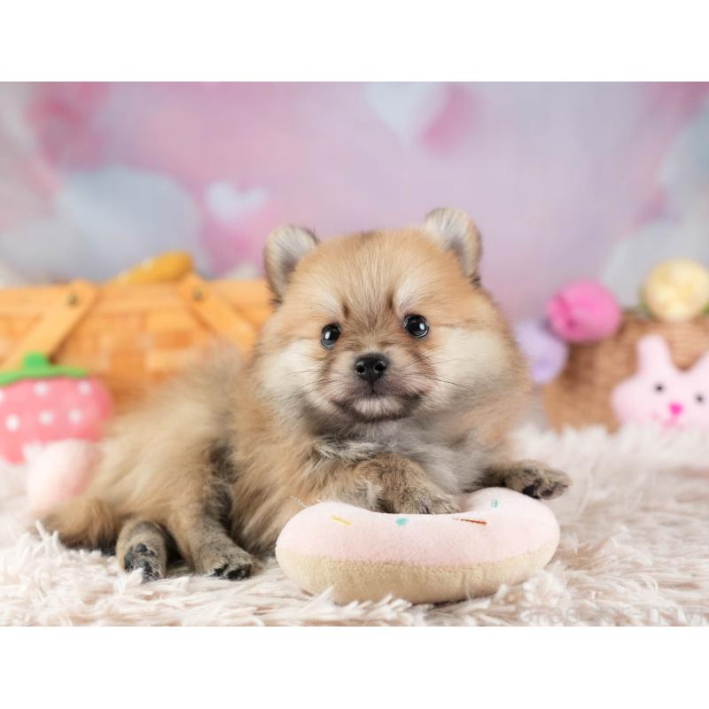 販売中の埼玉県のポメラニアン-455567の8枚目