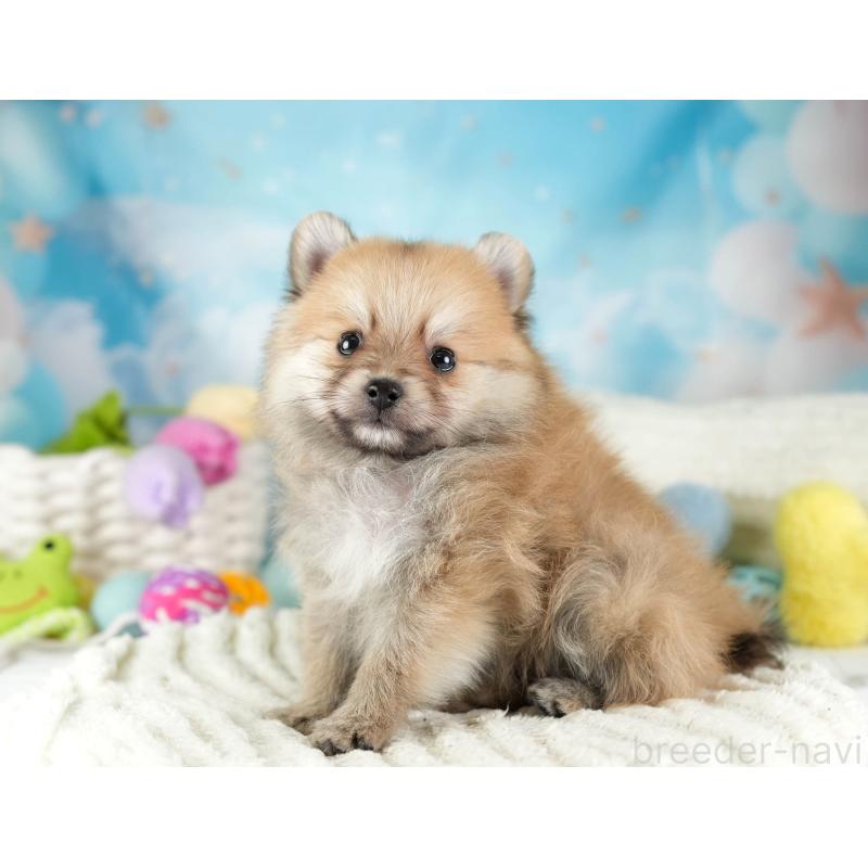 販売中の埼玉県のポメラニアン-455567の7枚目