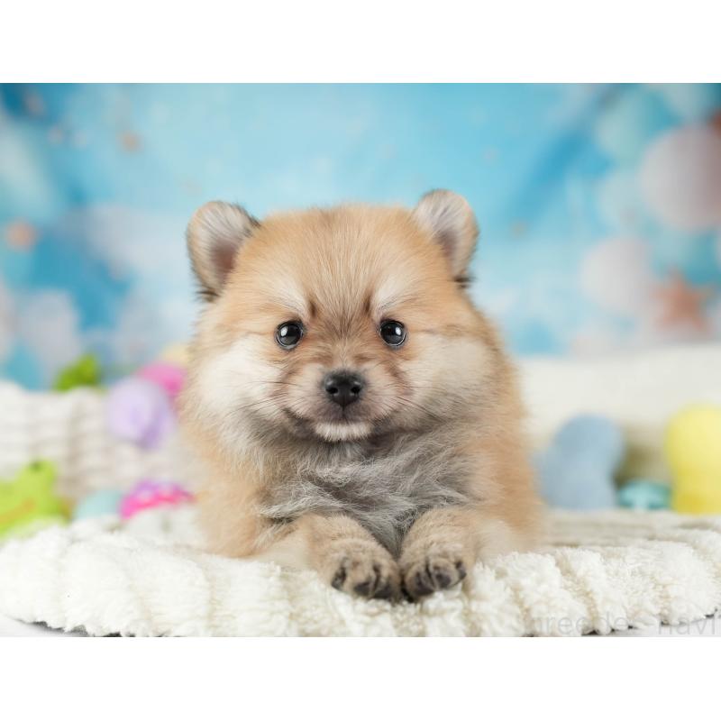 販売中の埼玉県のポメラニアン-455567の6枚目