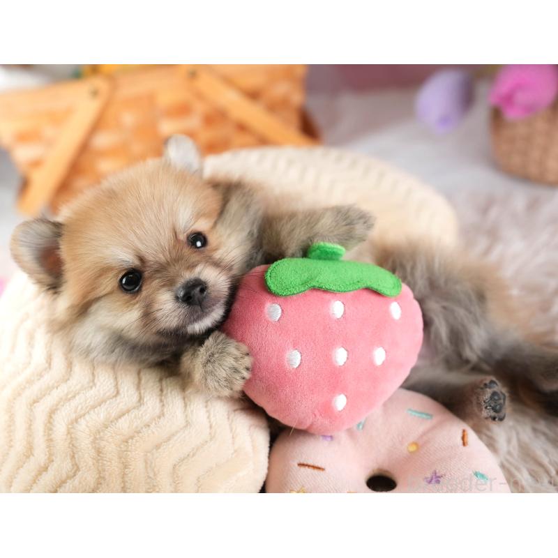 販売中の埼玉県のポメラニアン-455567の5枚目