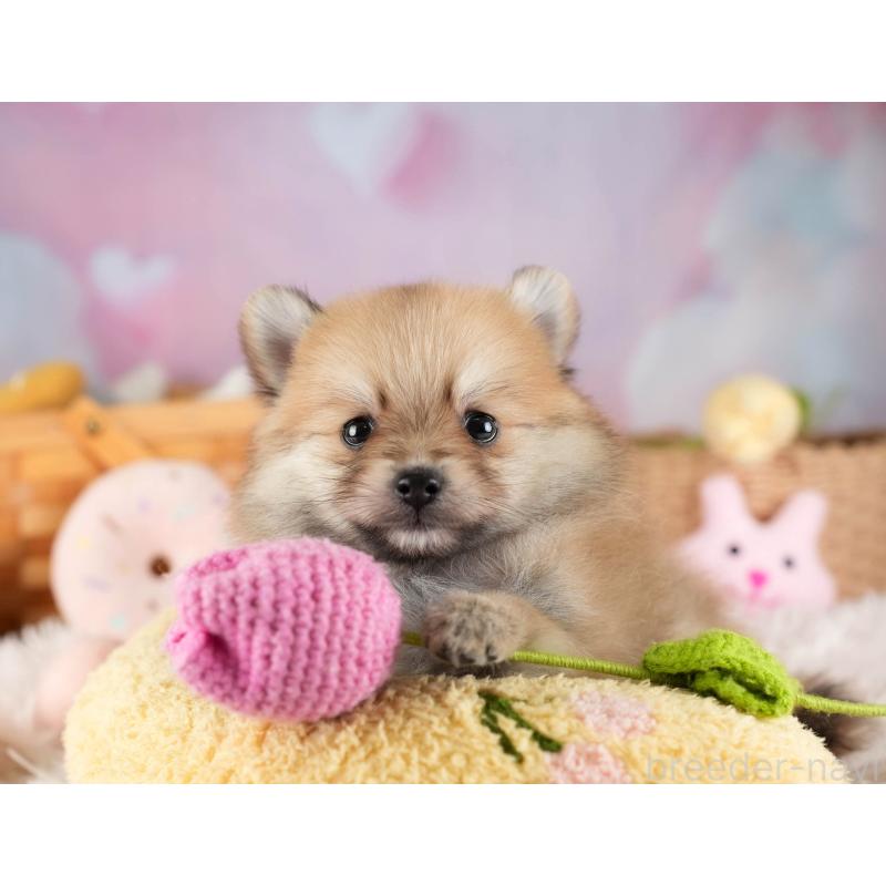 販売中の埼玉県のポメラニアン-455567の4枚目