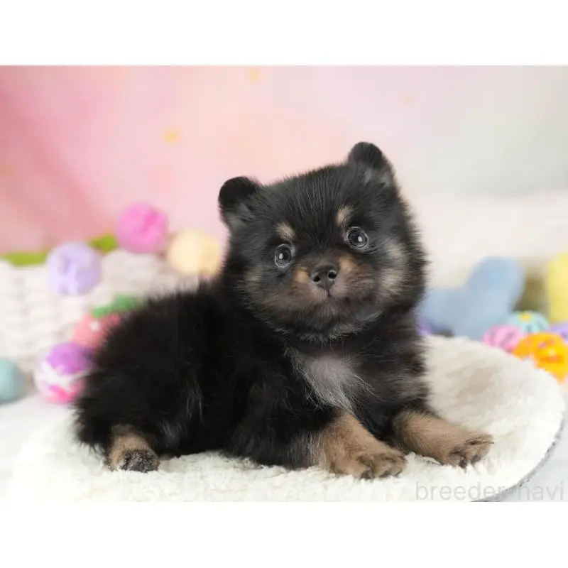 販売中の埼玉県のポメラニアン-455565の12枚目