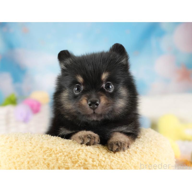 販売中の埼玉県のポメラニアン-455565の11枚目