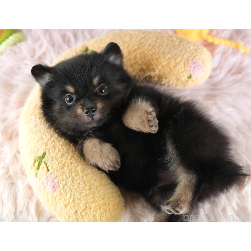 販売中の埼玉県のポメラニアン-455565の10枚目