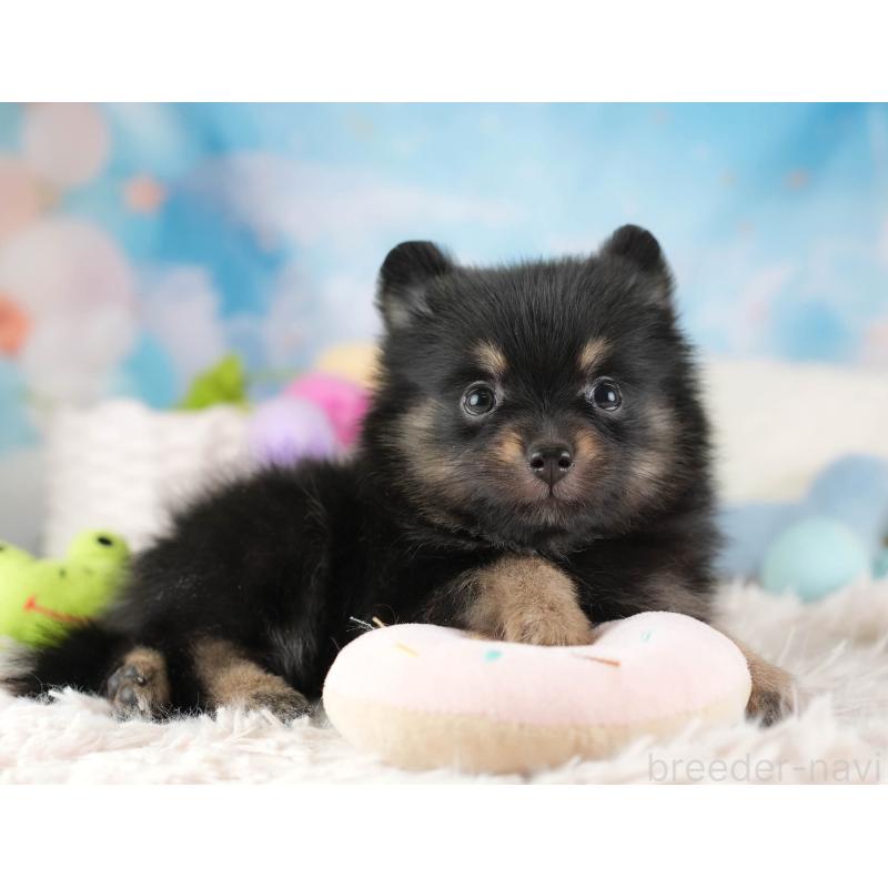 販売中の埼玉県のポメラニアン-455565の9枚目