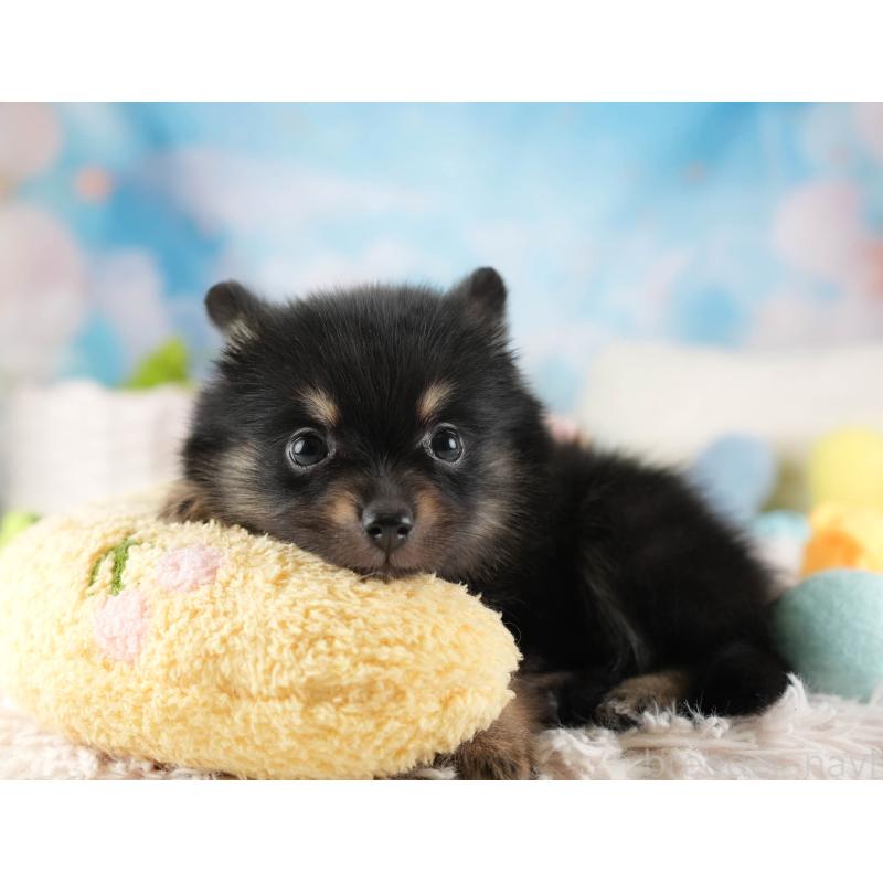 販売中の埼玉県のポメラニアン-455565の8枚目