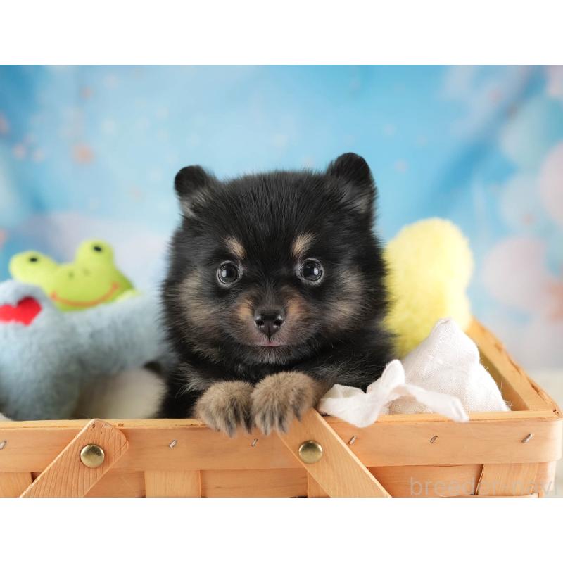 販売中の埼玉県のポメラニアン-455565の7枚目