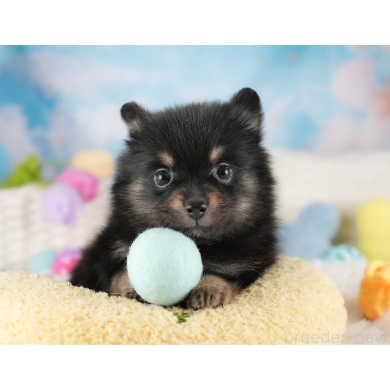 販売中の埼玉県のポメラニアン-455565の6枚目