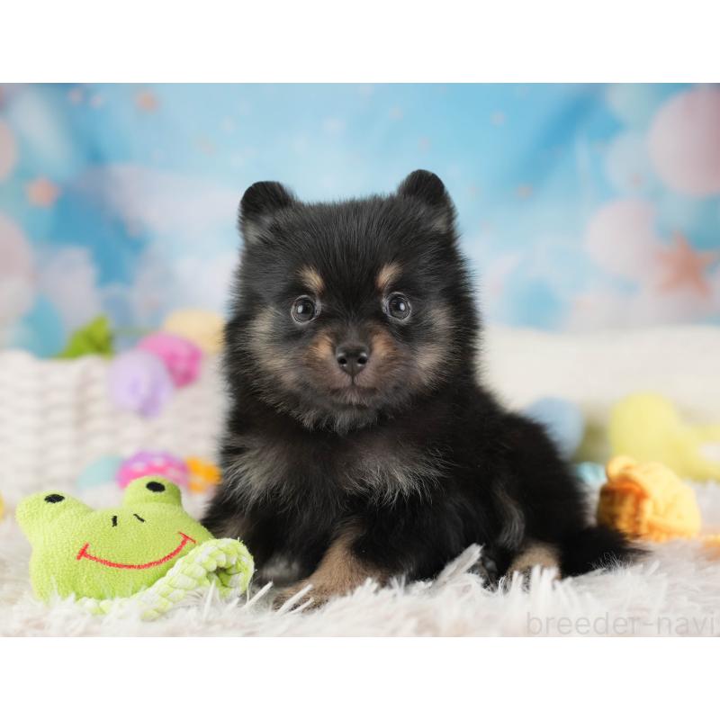 販売中の埼玉県のポメラニアン-455565の5枚目