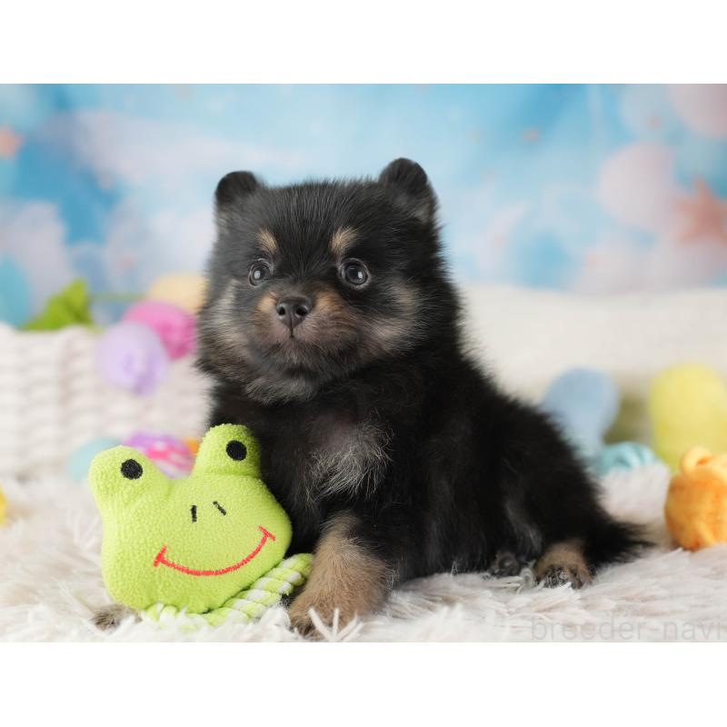 販売中の埼玉県のポメラニアン-455565の4枚目