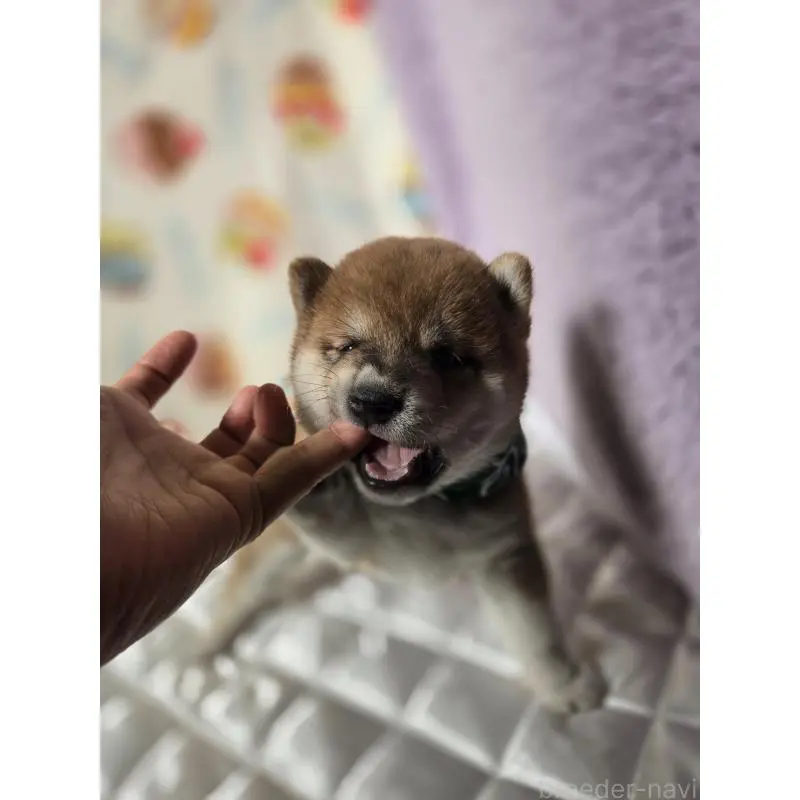 販売中の香川県の豆柴-455484の8枚目