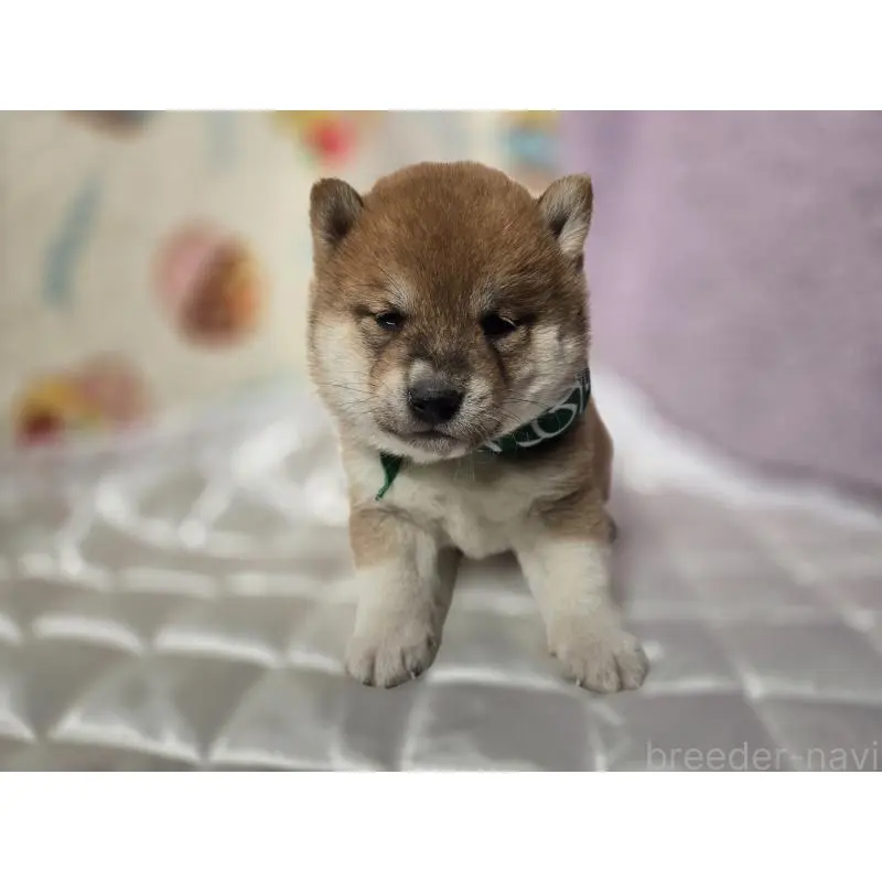 販売中の香川県の豆柴-455484の6枚目