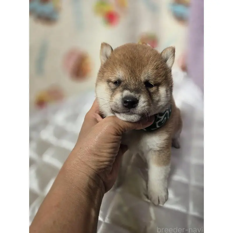 販売中の香川県の豆柴-455484の5枚目