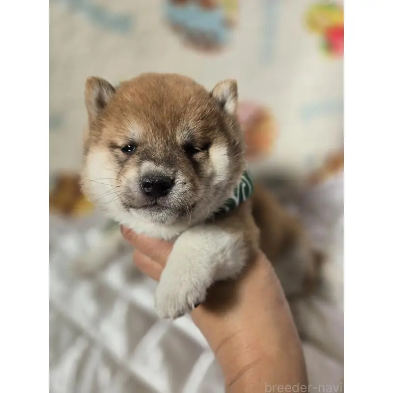 販売中の香川県の豆柴-455484の4枚目