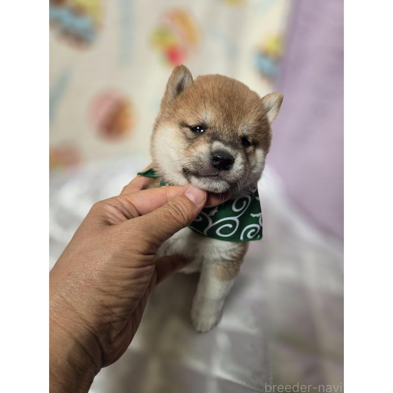 販売中の香川県の豆柴-455484の3枚目